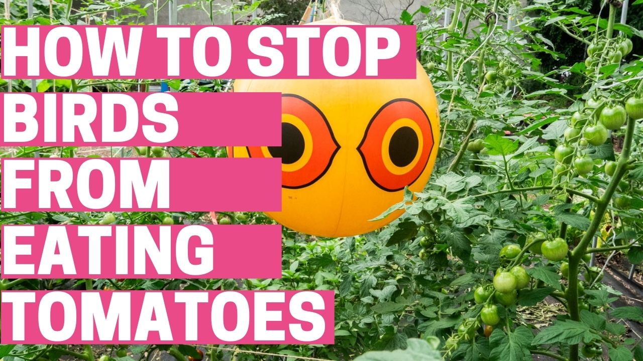 How to Stop Birds From Eating Tomatoes - Brooklyn Farm Girl
